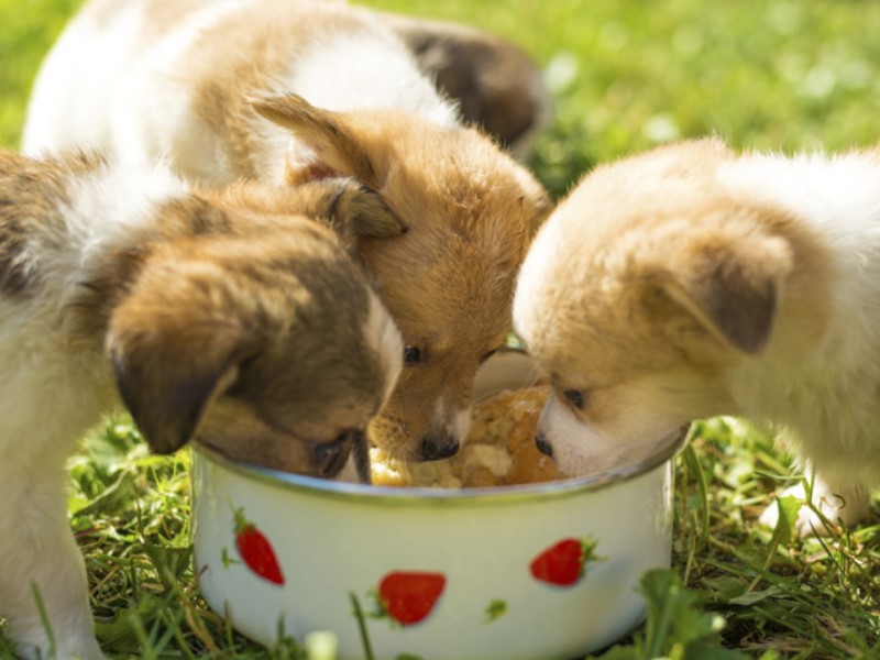 hrana za pasje mladiče z dovolj energije ter beljakovin. 